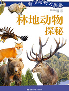 林地动物探秘(野生动物大探秘)在线阅读