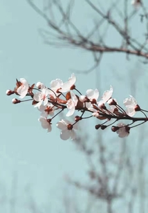 無(wú)顏狂妃