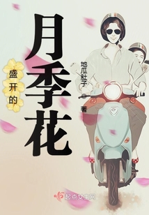 盛開的月季花