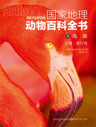 鸟类:涉禽·夜行鸟(国家地理动物百科全书)在线阅读
