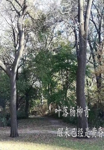 葉落楊柳青