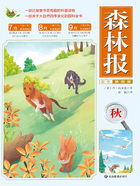 森林报:秋(彩色插图版)在线阅读