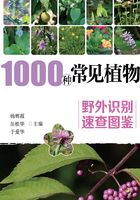 1000种常见植物野外识别速查图鉴在线阅读