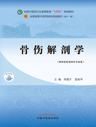 骨伤解剖学（全国中医药行业高等教育“十四五”规划教材）在线阅读