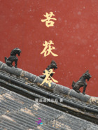 苦茯苓在线阅读
