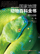 爬行动物:蛇·龟(国家地理动物百科全书)在线阅读